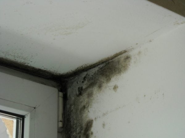 Utseendet til soppen kan være forårsaket av utilstrekkelig beskyttelse av veggene mot kulde