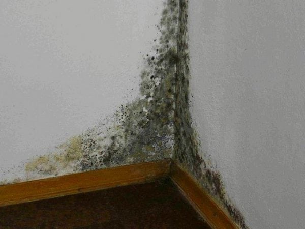 Vzhled houby na stěnách může vést k respiračním onemocněním.