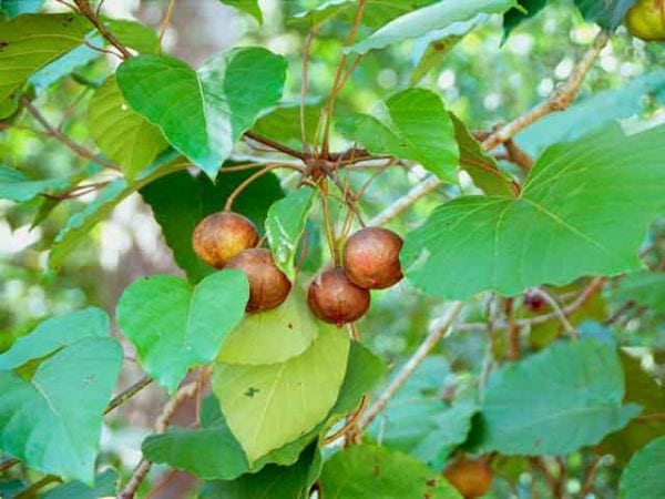 Frutos da árvore tung para óleo