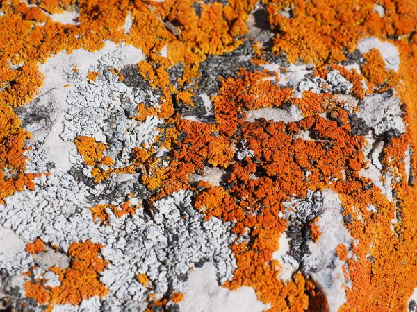 Čerešňová farba sa dá získať z pomarančového lišajníka