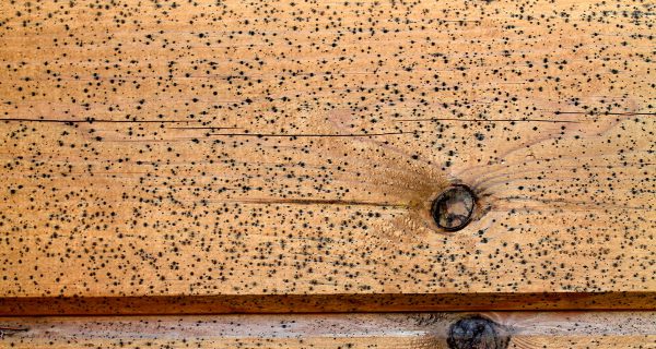 Z drevených stien je obzvlášť ťažké odstrániť huby a plesne.