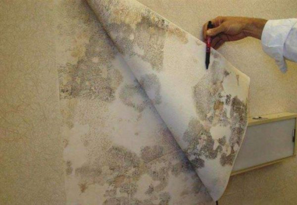 Remoção de papéis de parede afetados por fungos