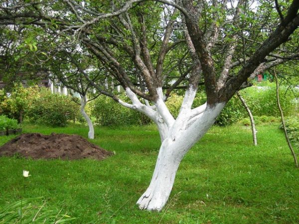 Pintura de troncos de macieiras