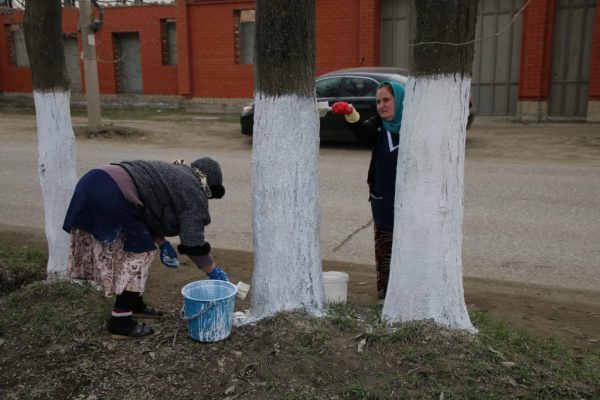 Baltų medžių plovimas valymo dieną