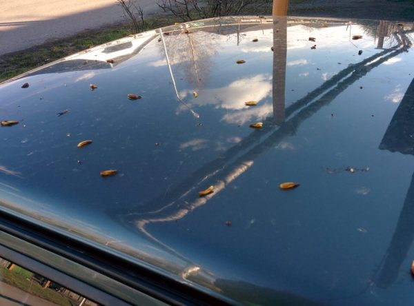Poplarknopper etterlater gjenstridige merker på bilmaling