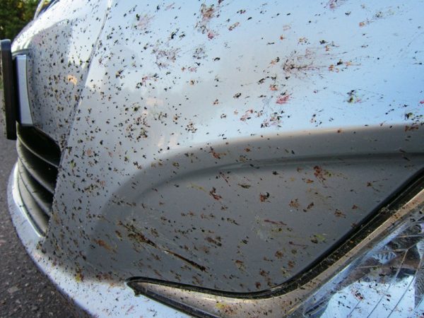 Следи от насекоми върху автомобил