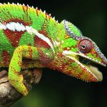 Pigmentový chameleon
