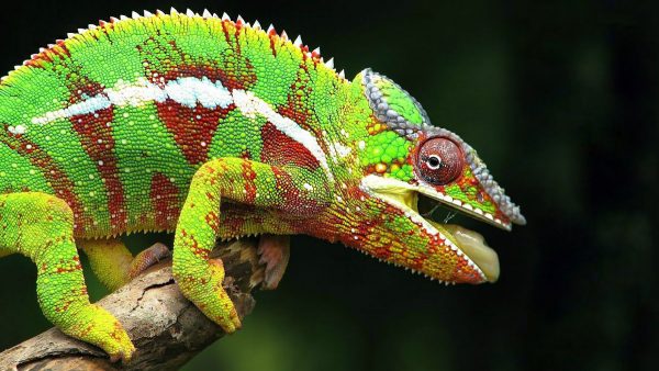 Pigmentový chameleon