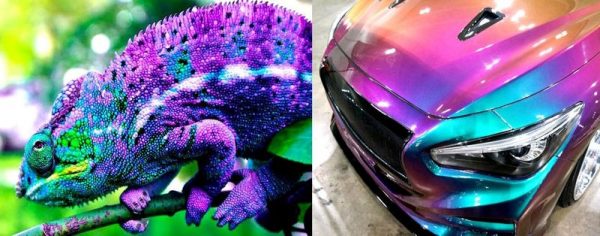 Camaleão pintado carro