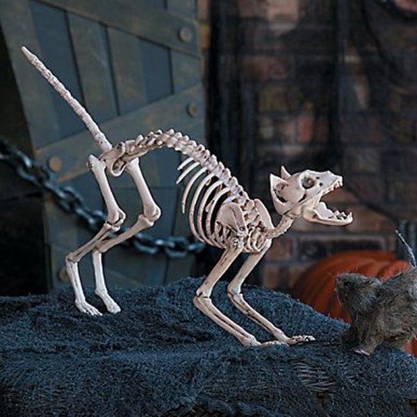 Squelette de chat en décoration intérieure