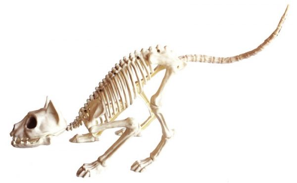 Katės skeletas
