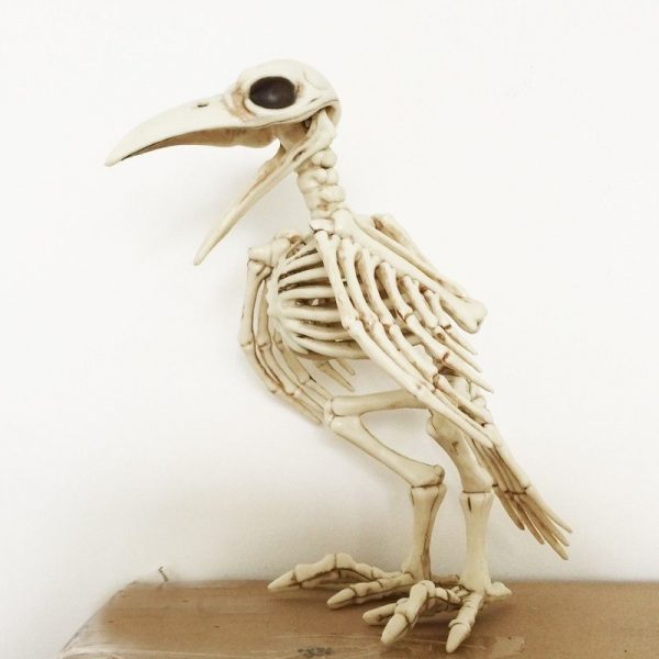 Esqueleto de cuervo