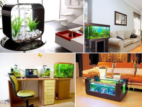 Aquariums dans l'appartement