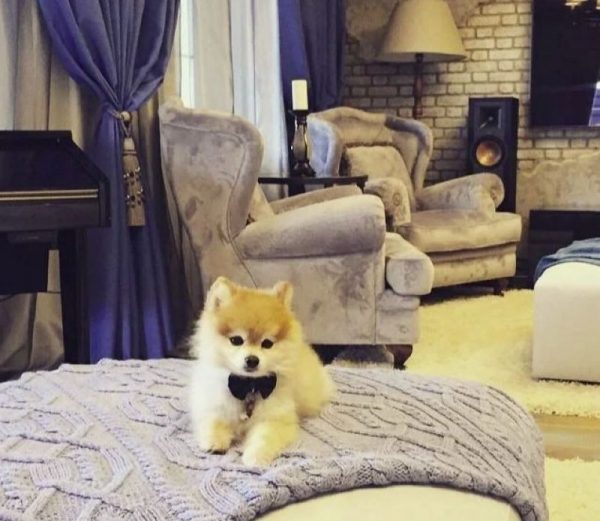 Cão Pooh Spitz na cama na casa de Presnyakov