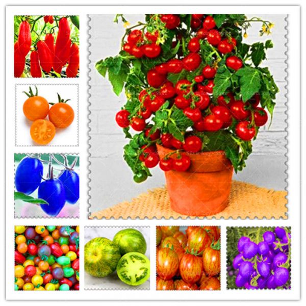 Tomates multicoloridos